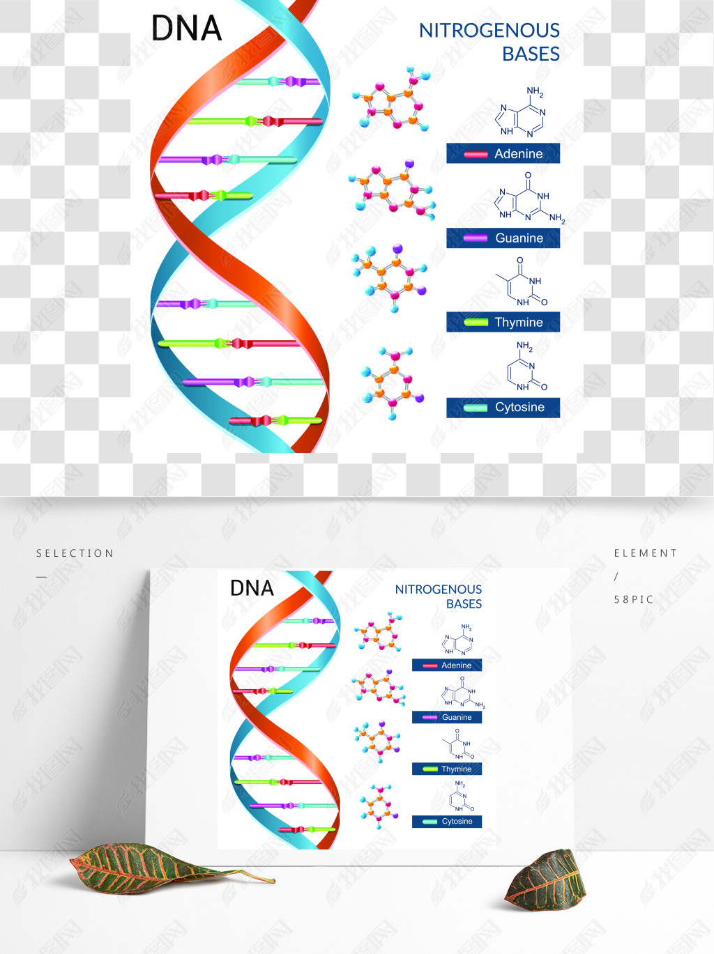 DNA＼ʸͼ