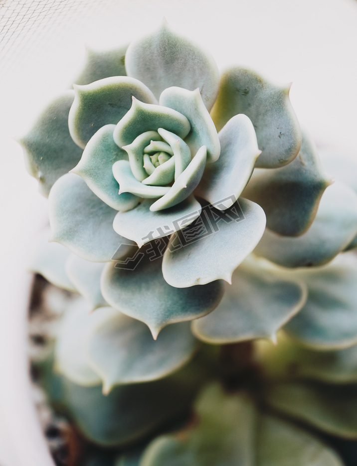 صecheveria