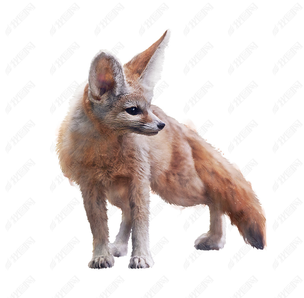 ɫµFennecˮʲͼ