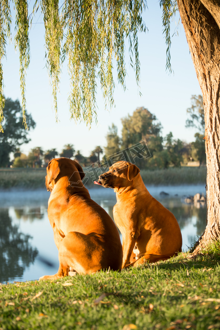 ů糿ֻboerboel鴹