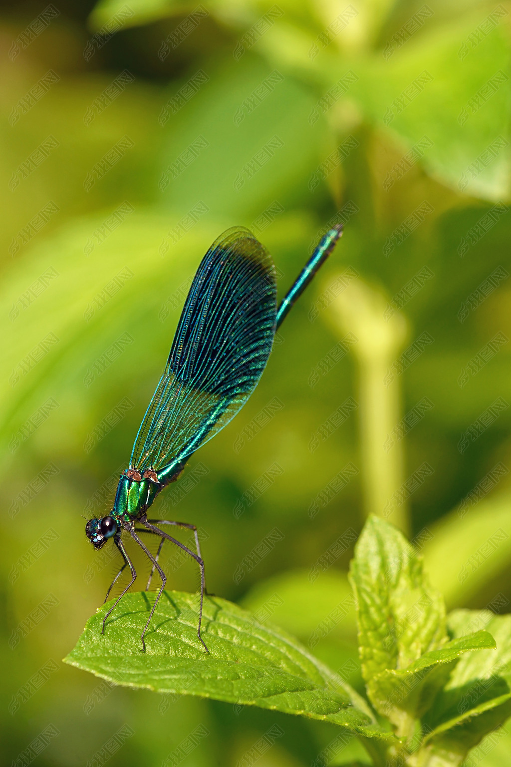 ȻнĴ״isCalopteryx