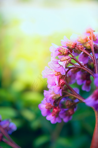 µBergenia