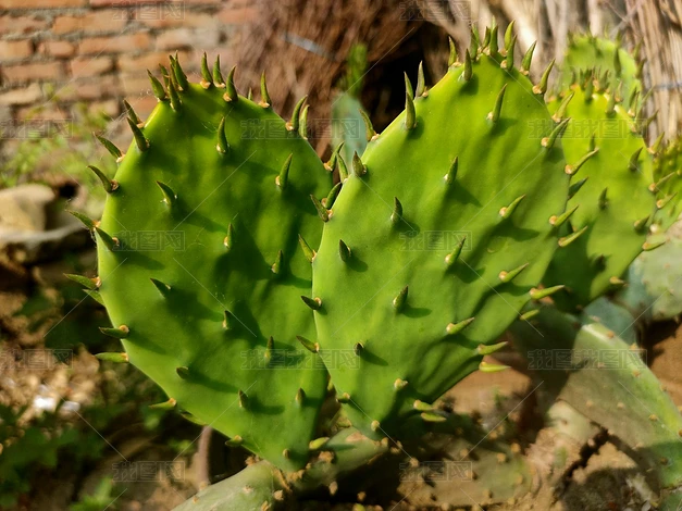 火影忍者之仙人掌