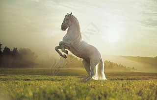 photo majestueux du royal white horseΰĻʼҰƬ