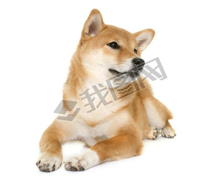  shiba inu