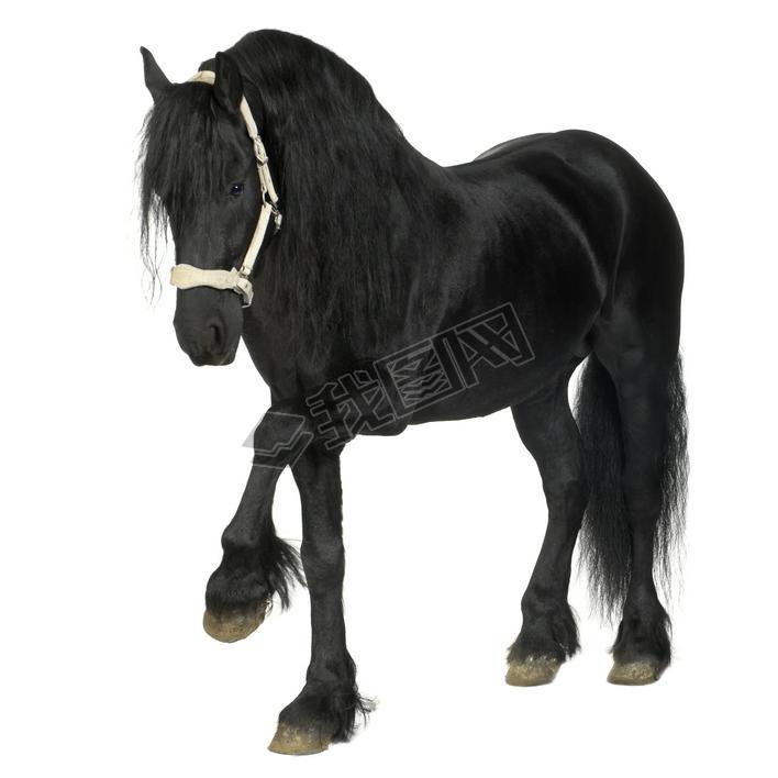 friesian 