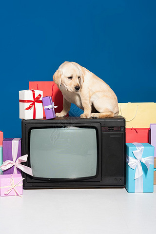 golden retriever puppy on vintage tv near gifts and purchases on blue background