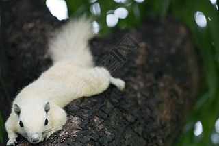 White squirrels on the tree