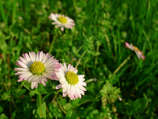  (bellis perennis)