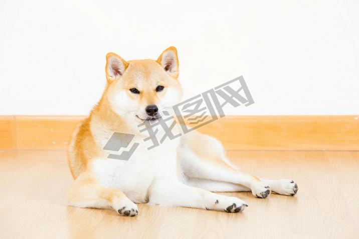 ձ shiba inu 