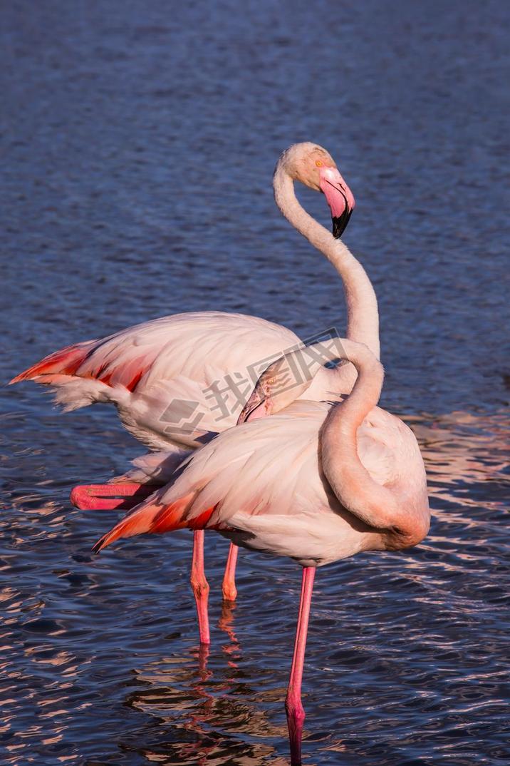 Pair of pink flamingos in park of Camargue
