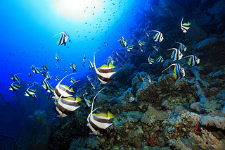 longfin bannerfish İɳ