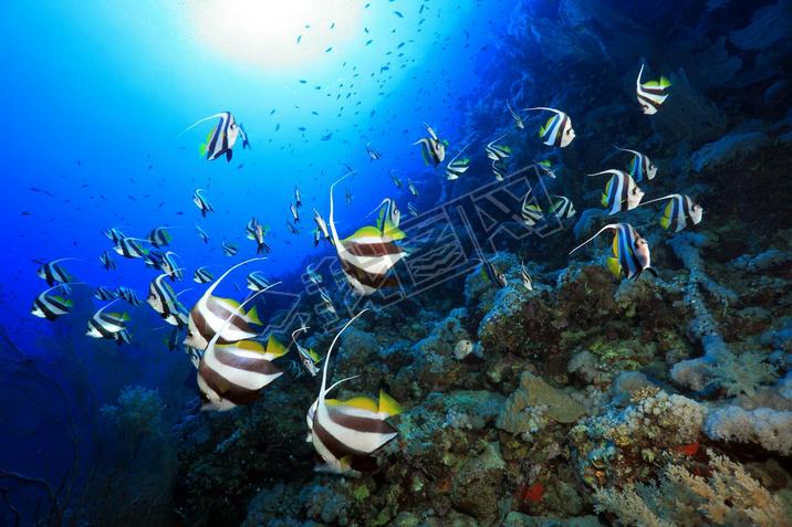 longfin bannerfish İɳ