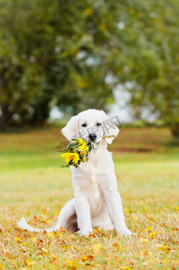 Adorable golden retriever outdoors