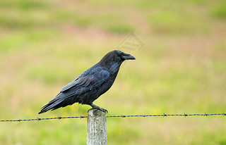 ͷѻ(Corvus Cornix))