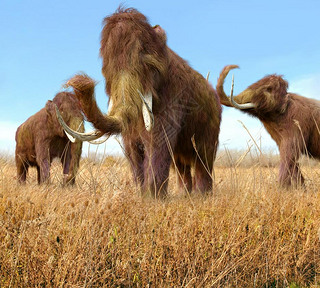 Woolly Mammoths Grazing In Grassland