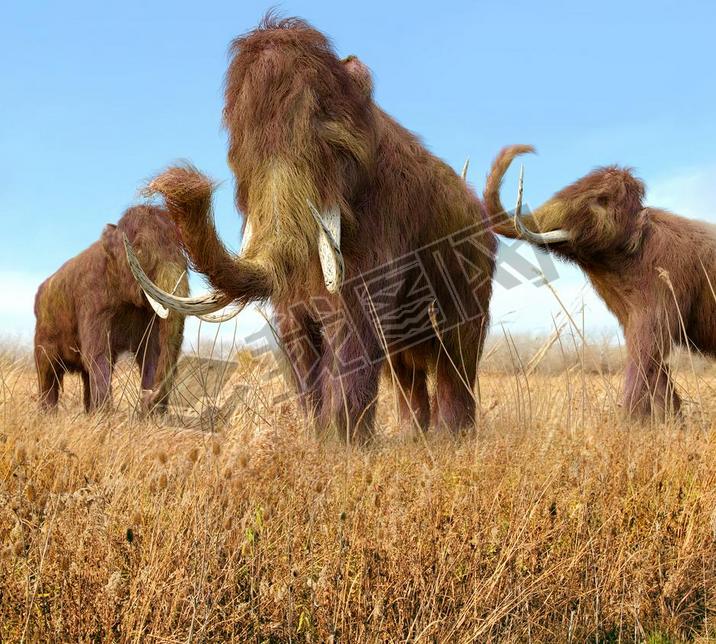 Woolly Mammoths Grazing In Grassland