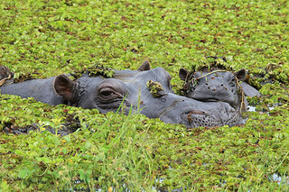 Mother and baby hippo in the Okango Delta of Botswana.