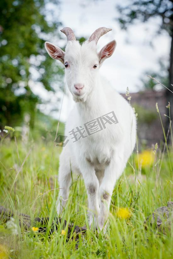 Cute young white goat