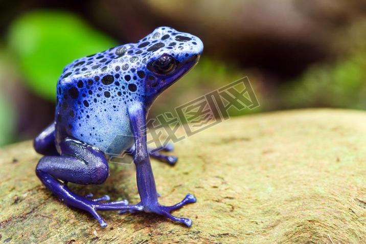 ̦Ц˦ ?˦? ĦǦ˦Ǧ?Ѧɦ ?ӦѦ֦?, azureus dendrobates, ҦӦ զԦҦɦ? ¦?ӦϦ? ̦ ͦ?æѦզ ?ѦϦ