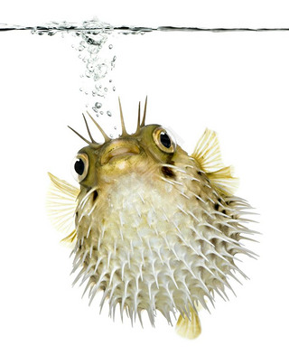 Ӿˮ֮µ porcupinefish  ()