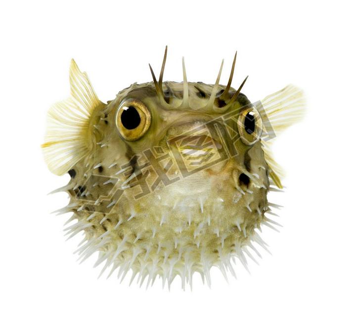 Ϊ balloonfish-㻢Ҳ֪ porcupinefish