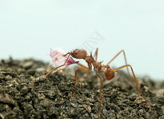 Ҷϣacromyrmex octospinosusЯڰɫǰҶ