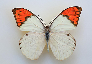 ɫʾ (Hebomoia glaucippe) 걾