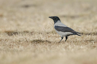 ͷѻ(Corvus Cornix))