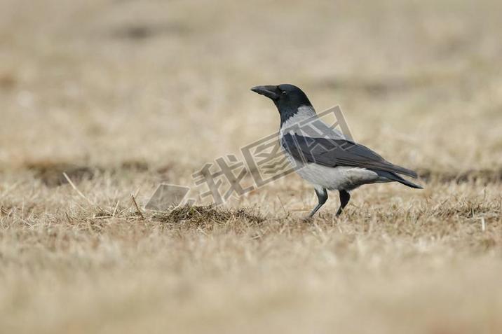 ͷѻ(Corvus Cornix))