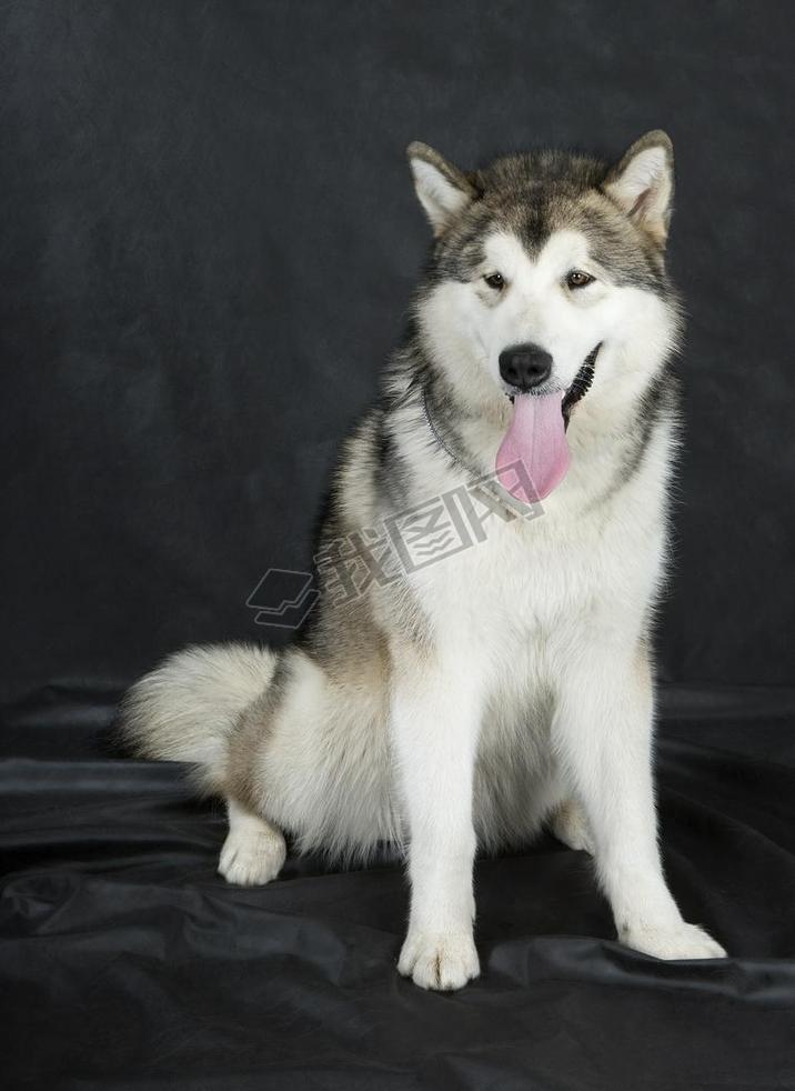 ? ӦǦ ?Ҧʦ malamute