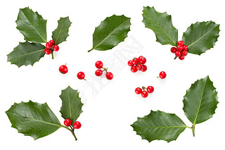 Holly LeesBerries