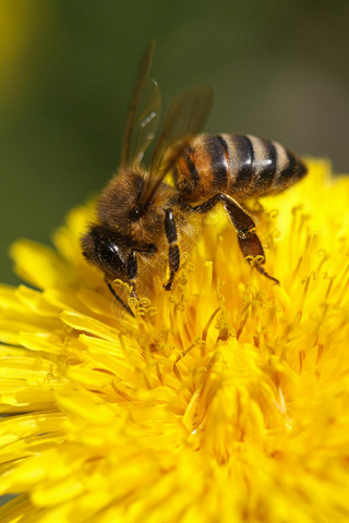 Bee Pollen auf gelben L?wenzahn sammeln. Makro۷ɼڻɫѹӢ.