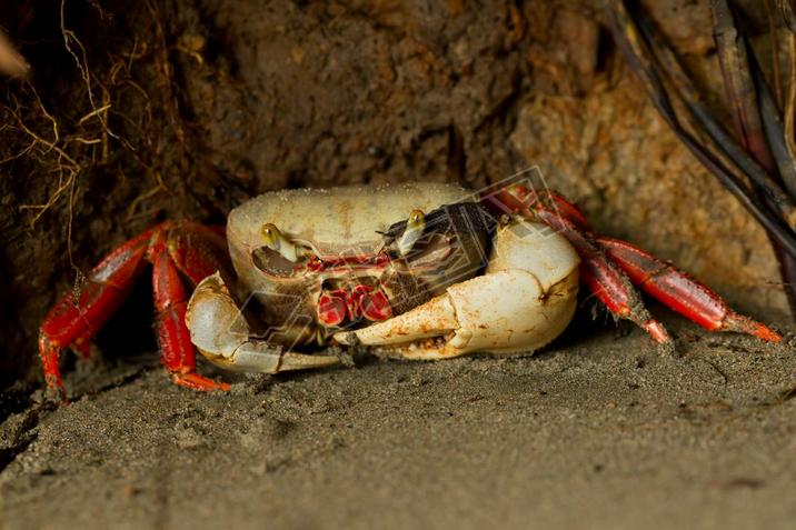 Mangrove Crab Waiting