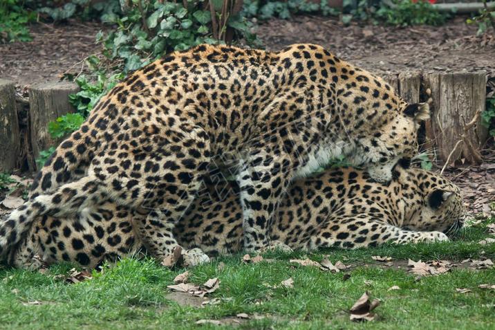 Persian leopards (Panthera pardus saxicolor) 