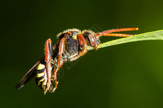 гҶǣļе۷ Nomada sp