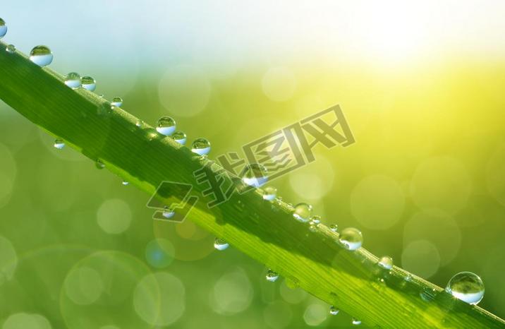 Fresh green grass with water drops closeup. 