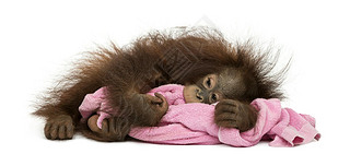 Young Bornean orangutan tired, lying and cuddling a pink towel,