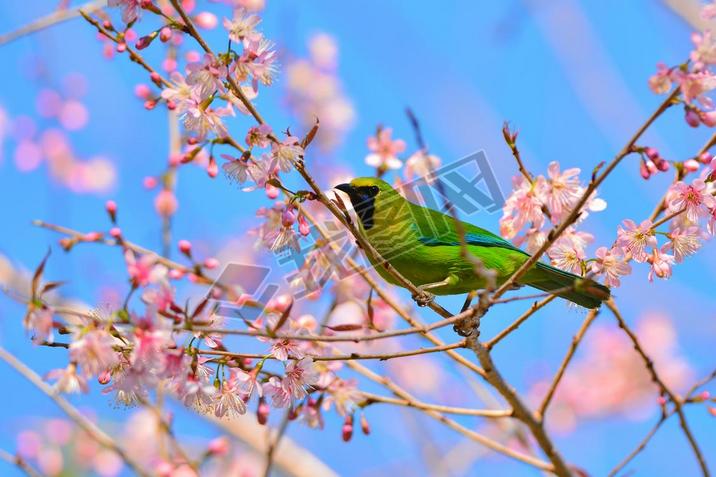  Leafbird ϵĻ