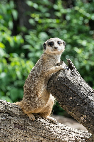 è suricate