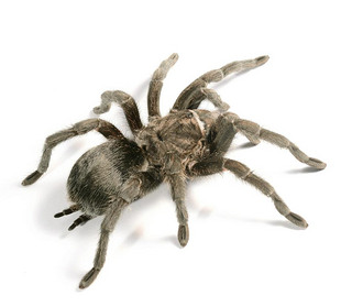 ĺ grammostola pulchra