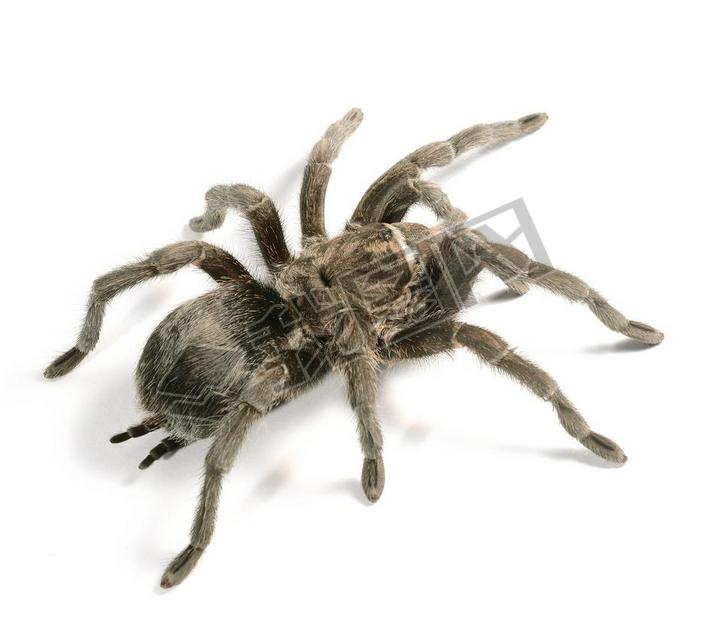 ĺ grammostola pulchra