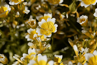 ˮֲĻLimnanthes douglasii