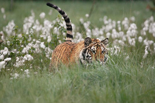 ԭϵǻPanthera tigris TigrisPanthera tigris altaica.