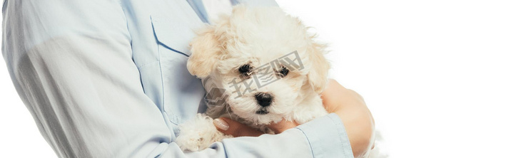 panoramic shot of woman holding Hanese puppy isolated on white