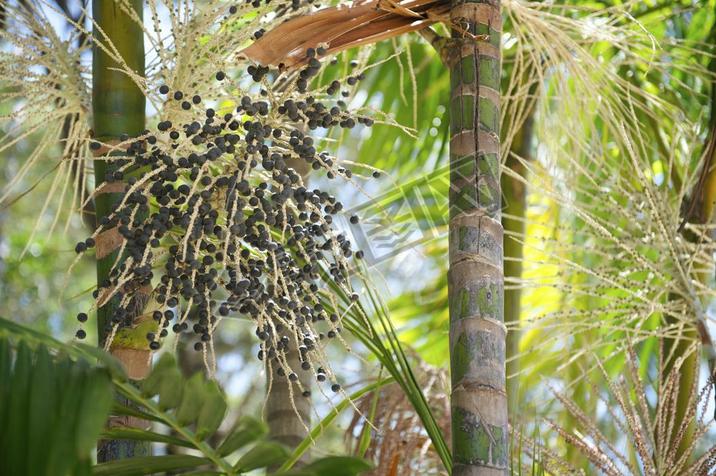 Acai Palm Fruit Tree Close-Up