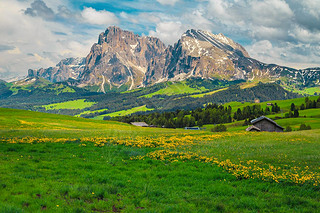 Admirable summer scenery with yellow flowers and snowy mountains in background, Alpe di Siusi - Seis