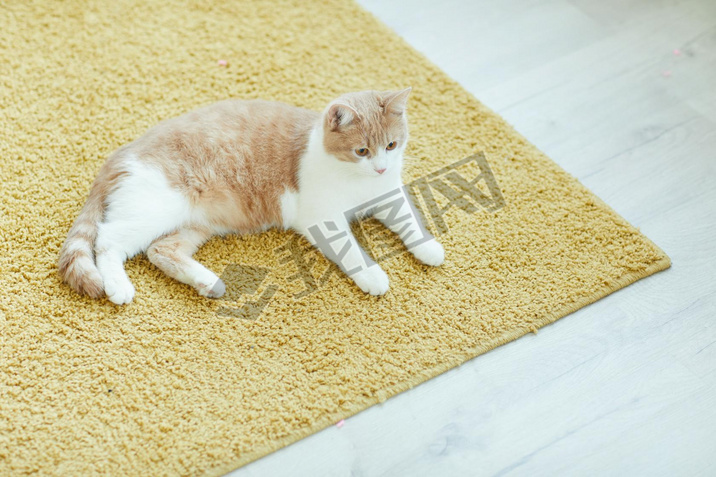 Cat resting on the carpet