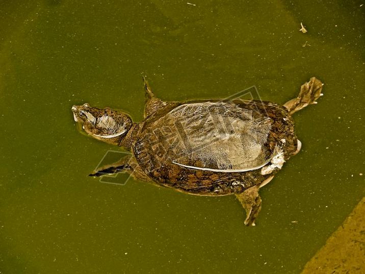 Indian flapshell turtle in water