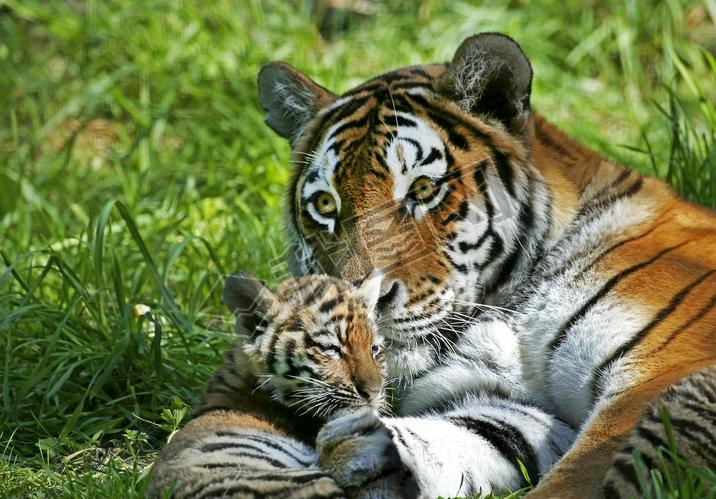 Tigre De Siberia ie Panthera tigris altaica